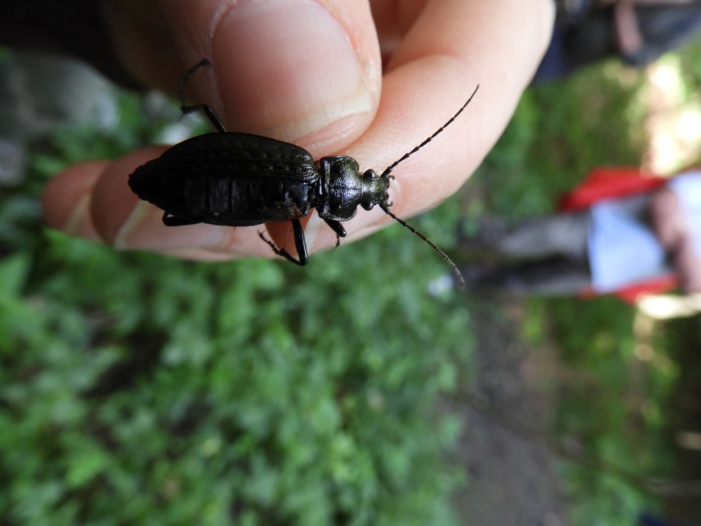 Carabidae: Carabus granulatus interstitialis